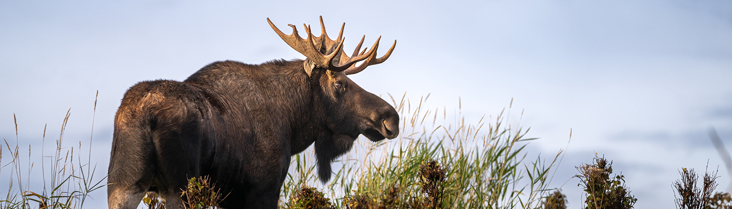 Large bull moose at sunset looking back